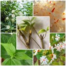 Jasmine Live Plant Cuttings Night Flower 4 Roots