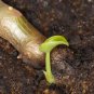 Yellow Tiger Nodes Monstera Albo cutting 4 of Roots.