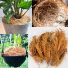 Coconut Husk Fiber - 100% Natural Growing Medium for Orchids, Anthuriums, and Hoyas (5 husk)