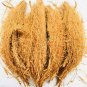 Coconut Husk Fiber - 100% Natural Growing Medium for Orchids, Anthuriums, and Hoyas (5 husk)