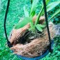 Coconut Husk Fiber - 100% Natural Growing Medium for Orchids, Anthuriums, and Hoyas (5 husk)