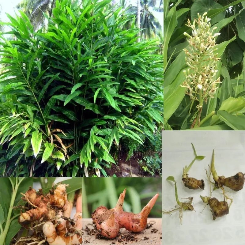Shell Ginger Alpinia Zerumbet  (4) roots
