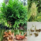 Shell Ginger Alpinia Zerumbet  (4) roots