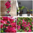 RED BOUGAINVILLEA (4) ROOTS PLANT  FRESH CUTTINGS