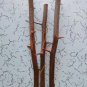 RED BOUGAINVILLEA (4) ROOTS PLANT FRESH CUTTINGS