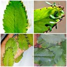 + Akkapana Kalanchoe Leaves with Roots Bryophyllum Pinnatum Miracle Ceylon Medical Plants
