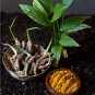 5+ fresh turmeric root plant (curcuma Longa) Live rhizomes for Ready to plant