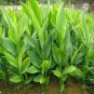 5+ fresh turmeric root plant (curcuma Longa) Live rhizomes for Ready to plant