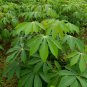 Cassava plant Cuttings fresh (5inch) Stem root Manioc 100% GERMINATE 3 of Roots