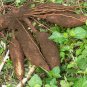 Cassava plant Cuttings fresh (5inch) Stem root Manioc 100% GERMINATE 3 of Roots