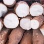 Cassava plant Cuttings fresh (5inch) Stem root Manioc 100% GERMINATE 3 of Roots