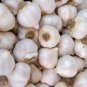 Garlic Seeds Garlic Hard Neck Heirloom Organic Bulbs Home Garden Ceylon (40g)