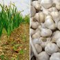 Garlic Seeds Garlic Hard Neck Heirloom Organic Bulbs Home Garden Ceylon (40g)