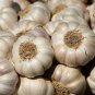 Garlic Seeds Garlic Hard Neck Heirloom Organic Bulbs Home Garden Ceylon (40g)