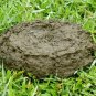Organic Cow Dung Manure Powder Compost Manure Fertilizer For Plant Growth(100g)