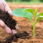 Organic Cow Dung Manure Powder Compost Manure Fertilizer For Plant Growth(100g)