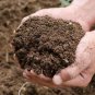 Organic Cow Dung Manure Powder Compost Manure Fertilizer For Plant Growth(100g)