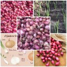 Allium cepa cuisse Seeds Small Red Onion Bulbs Allium Vegetable (40g)
