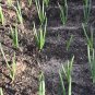 Allium cepa cuisse Seeds Small Red Onion Bulbs Allium Vegetable (40g)