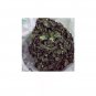 Half Dried Pandan Leaves Sri Lanken Rampe Leaves Spice Natural Pure / 100g