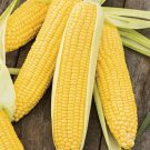 Sweet Maize(Corn) - Bada Irigu - 50 Seeds - Supersweet - Premium Quality Seeds