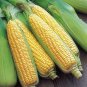 Sweet Maize(Corn) - Bada Irigu - 50 Seeds - Supersweet - Premium Quality Seeds