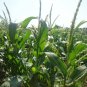 Sweet Maize(Corn) - Bada Irigu - 50 Seeds - Supersweet - Premium Quality Seeds