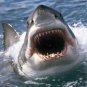 Jaws Movie Collection