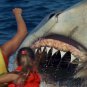Jaws Movie Collection