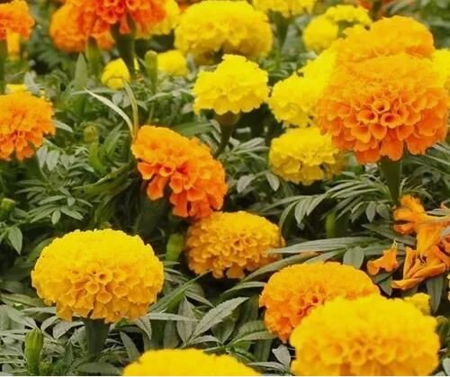 200 Mixed Orange And Yellow Crackerjack Marigold Seeds Organic Non Gmo Big Bloom