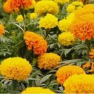 200 Mixed Orange And Yellow Crackerjack Marigold Seeds Organic Non Gmo Big Bloom