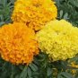 200 Mixed Orange And Yellow Crackerjack Marigold Seeds Organic Non Gmo Big Bloom