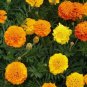200 Mixed Orange And Yellow Crackerjack Marigold Seeds Organic Non Gmo Big Bloom