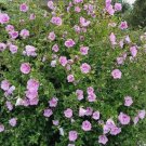 10 Seeds Hibiscus Minerva Rose of Sharon Flower  Beautiful Pink Shades