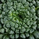 200 Seeds Tatsoi Green Asian Mustard Thick Tender High Vitamin! Spinach