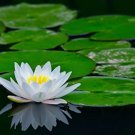 200 Mixed Orange And Yellow Crackerjack Marigold Seeds Organic Non Gmo Big Bloom