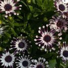 100  Beautiful Daisy Flower Seeds For Garden and Planting