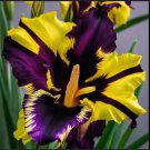 20 Yellow Purple Irish Seeds | Beautiful Flower Seeds for Garden and Planting