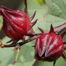 100 ROSELLE HIBISCUS Seeds |  Sabdariffa Rosella Fruit Flower Seeds