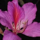Bauhinia Purpurea Hong Kong Orchid Tree SEEDS