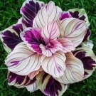 25+ Velvet Flame Calathea Seeds for Garden and Planting