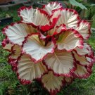 25+ Seeds for Crimson Burst Leaf Calathea Seeds for Garden Planting