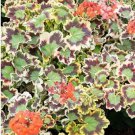 25+ Pelargonium zonale 'Mrs. Pollock' Seeds, Geranium Seeds for Garden and Planting