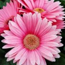 200+ Exotic Light Pink Gerbera Daisy Seeds for Garden Planting