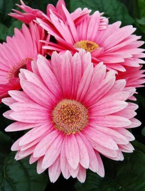 200+ Exotic Light Pink Gerbera Daisy Seeds for Garden Planting