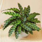 25+ Seeds for Green Black Rattlesnake Calathea for Garden Planting $6.99