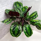 25+ Medallion Calathea Seeds for Garden Planting