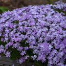 VIOLET-Phlox Subulata 'Blue Emerald' Creeping Phlox for garden, 100+ seeds
