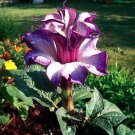 20 Purple Moonflower Seeds Gorgeous Night Blooming Beautiful Garden Flower Home decoration for Garde 20 Purple Moonflower Seeds Gorgeous Night Blooming Beautiful Garden Flower Home decoration for Garde
