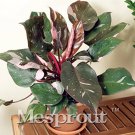 20/50/100/bag Philodendron Erubescens Seeds DL345C for Garden and Planting